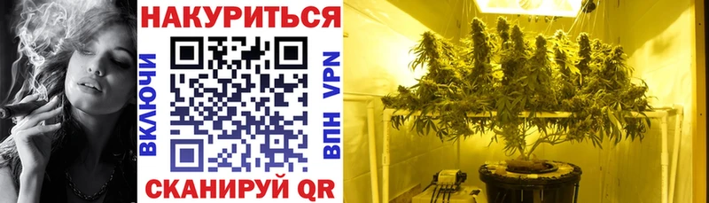 Канабис сатива Чита